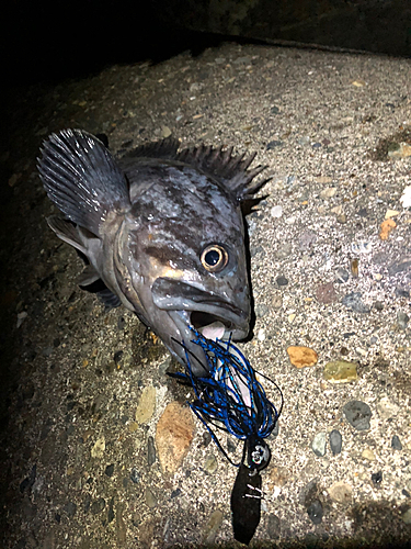 クロソイの釣果