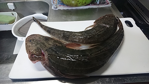 マゴチの釣果