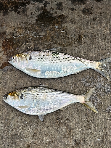 コノシロの釣果