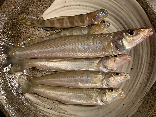 キスの釣果