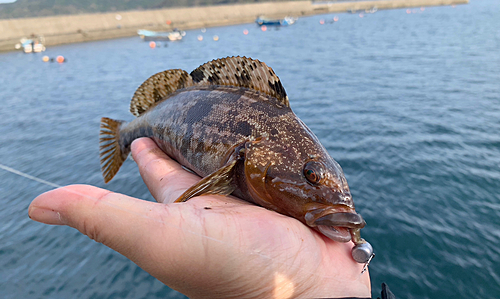 アイナメの釣果