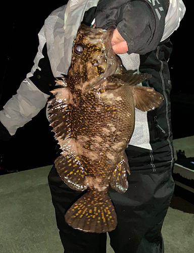 オウゴンムラソイの釣果