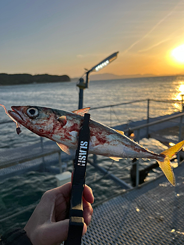 サバの釣果