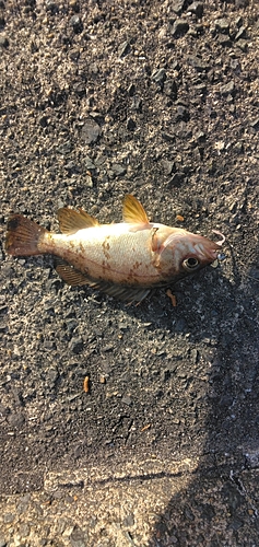 シロメバルの釣果