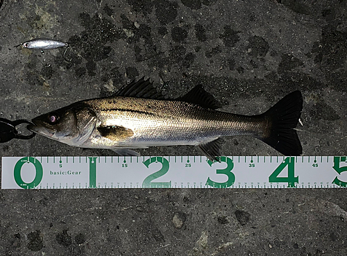 シーバスの釣果