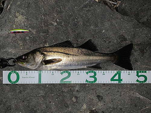 シーバスの釣果