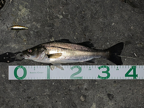 シーバスの釣果