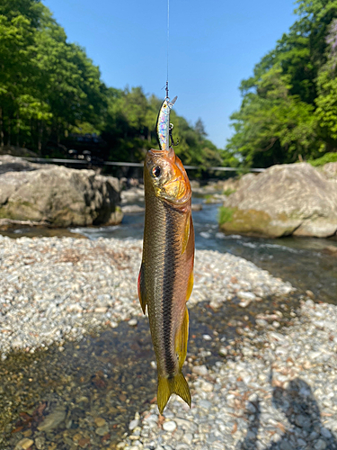 カワムツの釣果