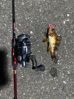 キンメバルの釣果