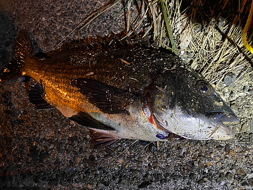 チヌの釣果