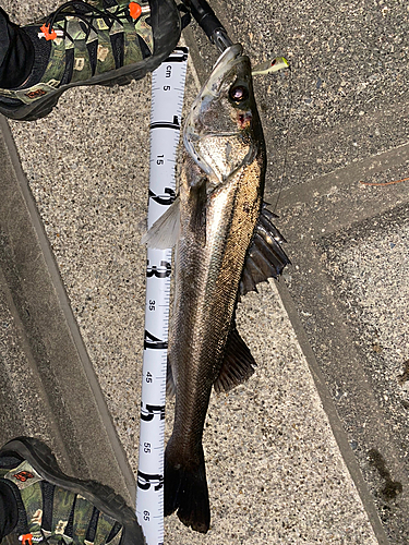 シーバスの釣果