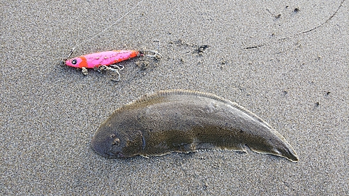 シタビラメの釣果