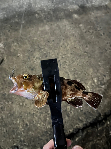 カサゴの釣果