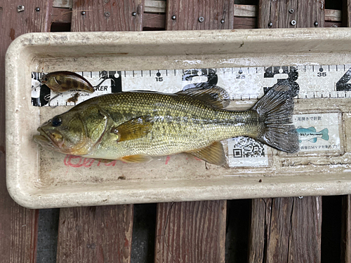 ブラックバスの釣果