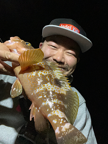 アコウの釣果