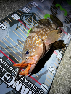 アコウの釣果