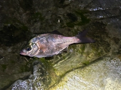 ウミタナゴの釣果