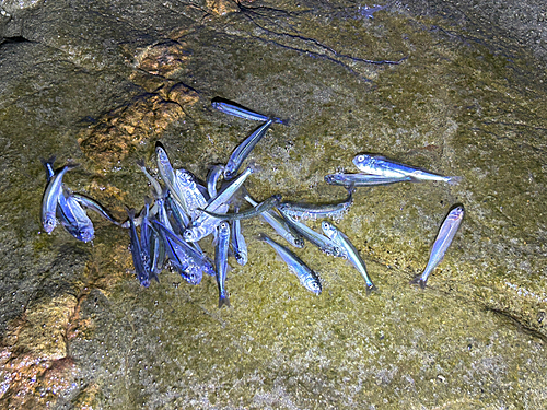 イワシの釣果