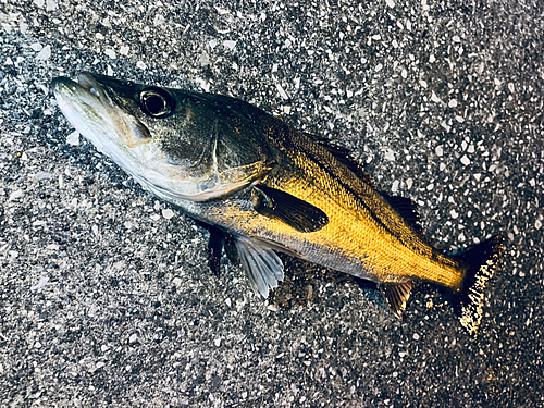 シーバスの釣果