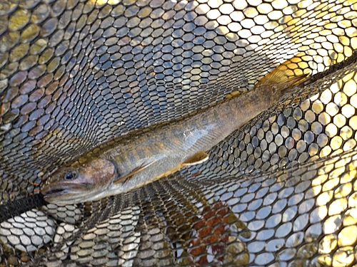 ニッコウイワナの釣果