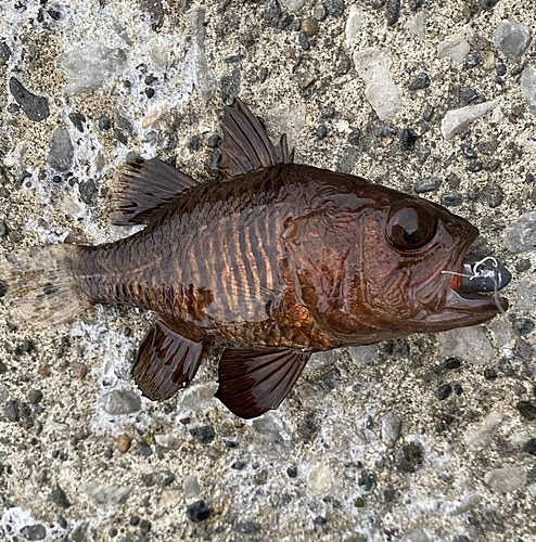 クロイシモチの釣果