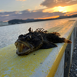 カサゴ