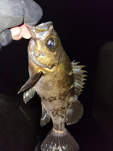 メバルの釣果