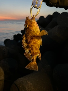 カサゴの釣果