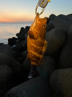 キジハタの釣果