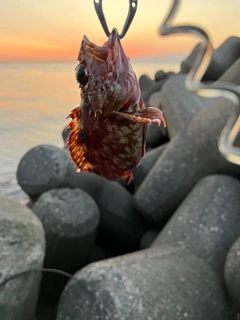 カサゴの釣果