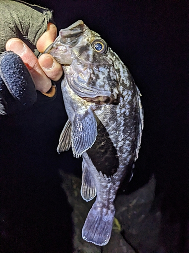 クロソイの釣果