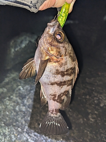 メバルの釣果