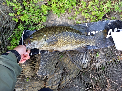 スモールマウスバスの釣果