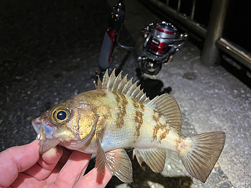 メバルの釣果