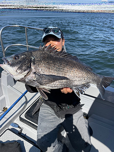 クロダイの釣果