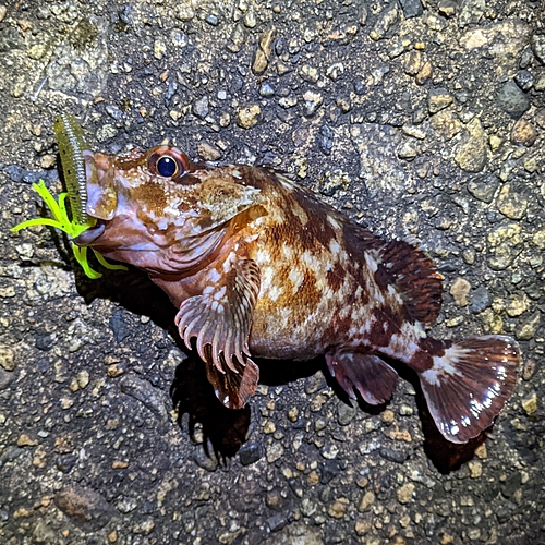 カサゴの釣果