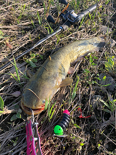 ナマズの釣果