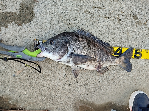 クロダイの釣果