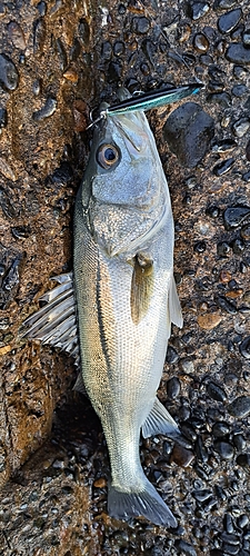 セイゴ（マルスズキ）の釣果