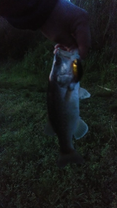 ブラックバスの釣果