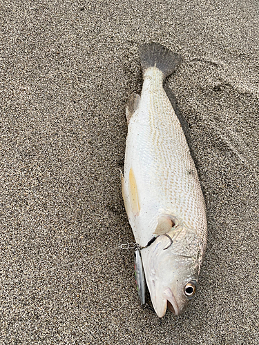 ニベの釣果