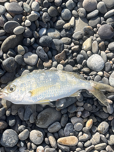 ダイミョウサギの釣果