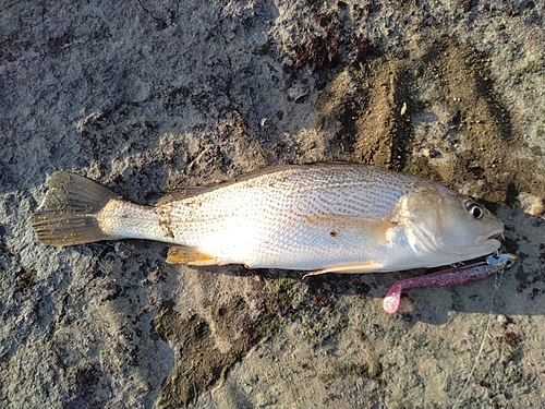 キグチの釣果