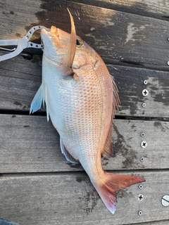 マダイの釣果