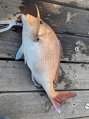 マダイの釣果