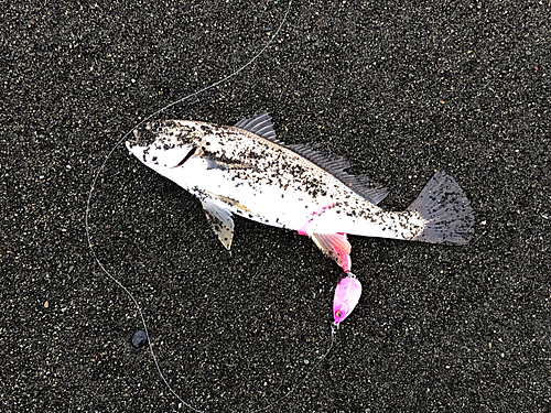 イシモチの釣果