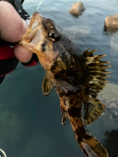 タケノコメバルの釣果