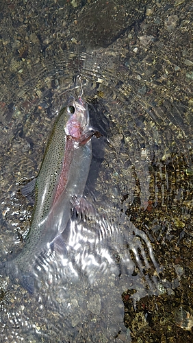 ニジマスの釣果