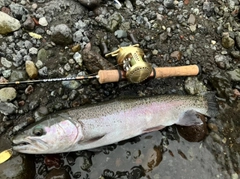 ニジマスの釣果