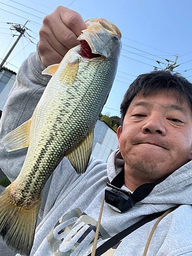 ラージマウスバスの釣果